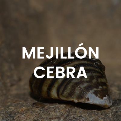 mejillon-cebra-big