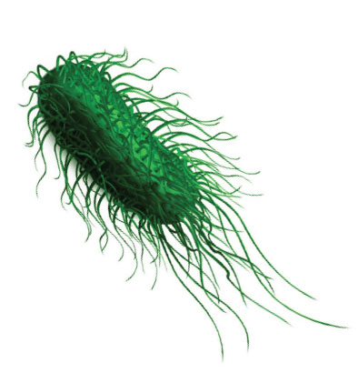 bioseguridad salmonella