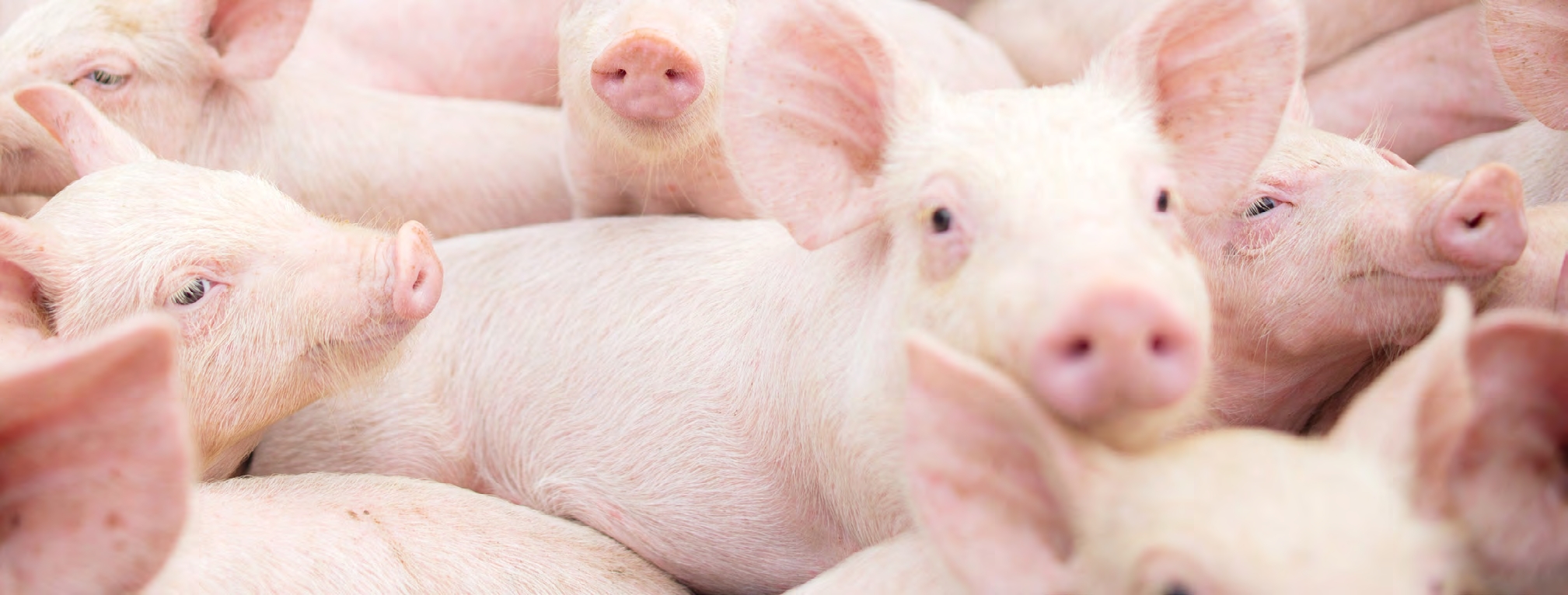 Dissecting Ileitis (Porcine Proliferative Enteropathy) BBZIX