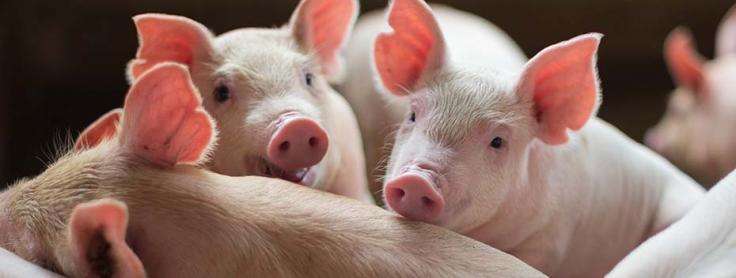 Paradigm change with the end of Zinc Oxide in feed for piglets